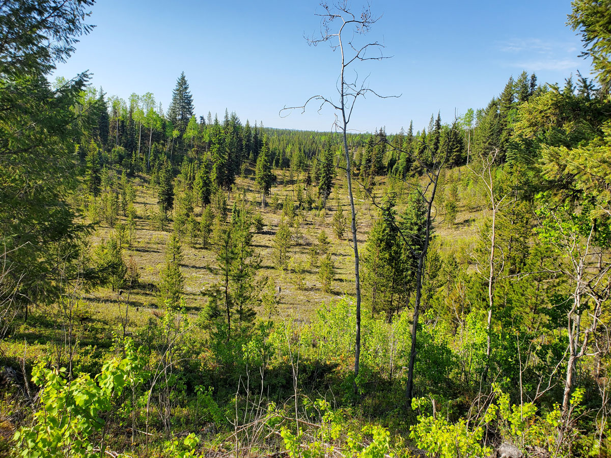 trees planted in nechako